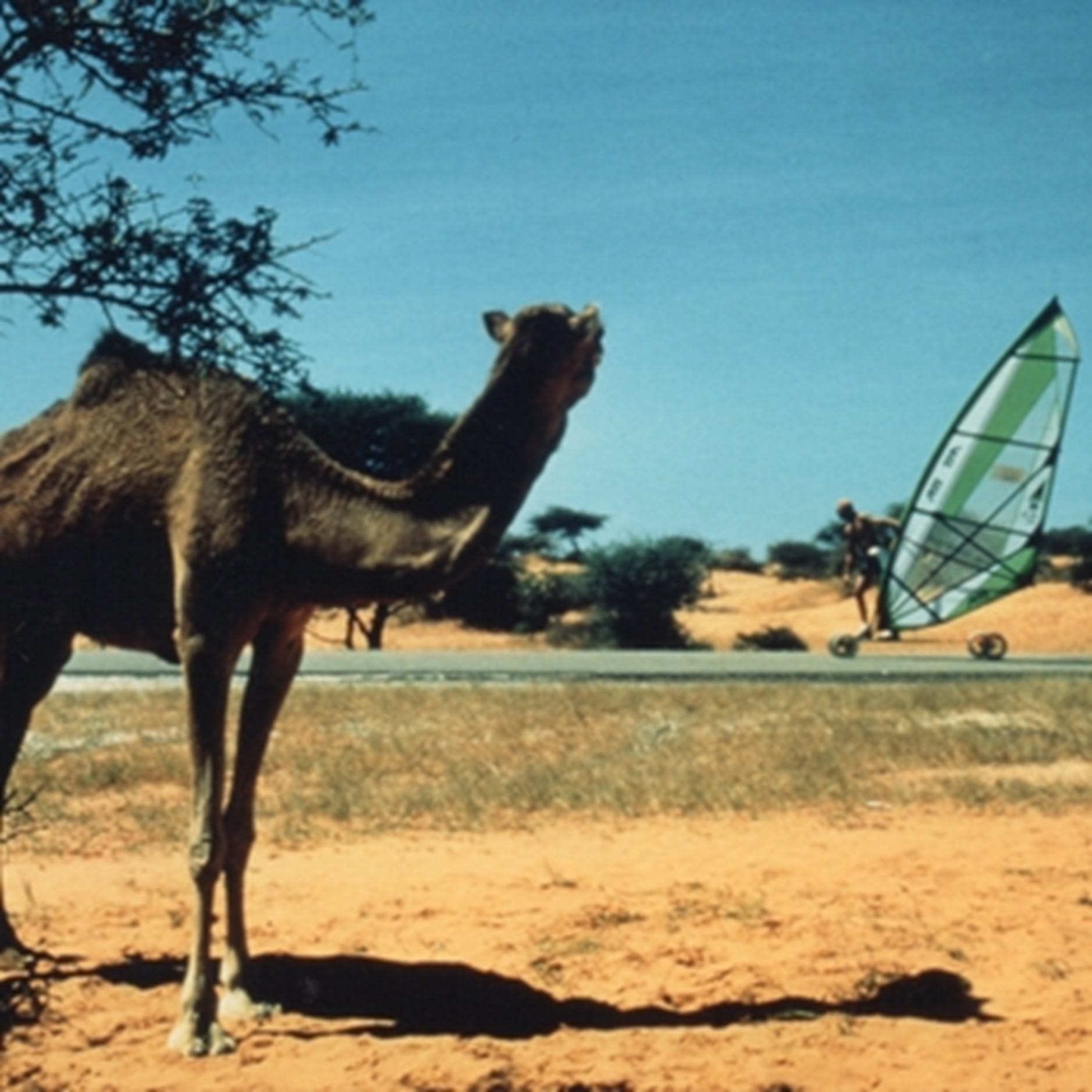 Gildas passe devant une Dromadaire