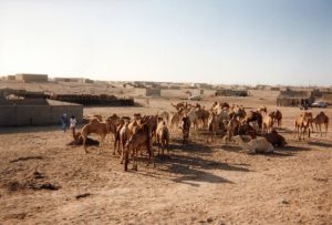 Nouadhibou - Dromadaires pour la viande