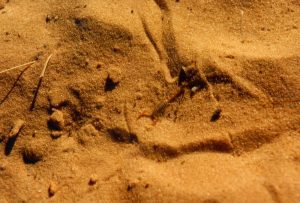 Raid 1994 - Route entre Nouakchott et Rosso - Trouvaille d'un scorpion lors du bivouac