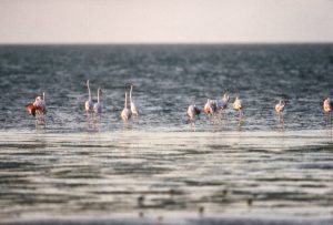Raid 1994 - Cap Timeris - Flaments rose