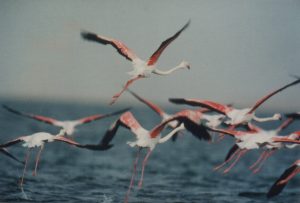 Raid 1994 - Cap Timeris - Flaments rose