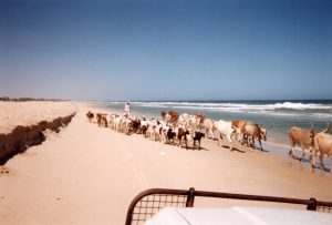 Raid 1994 - Langue de Barbarie